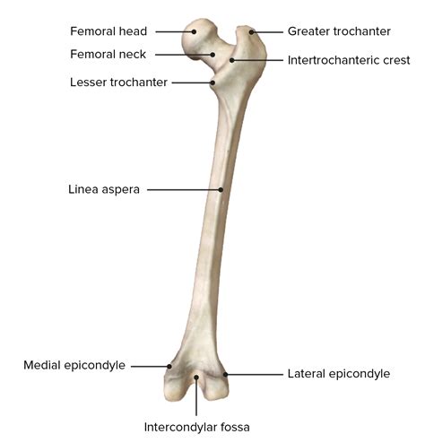 almohadilla jamón teoría anatomia del femur Detectar Pertenece Alegre