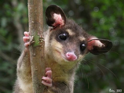 Yapok or water opossum | Opossum, Animals wild, Mammals