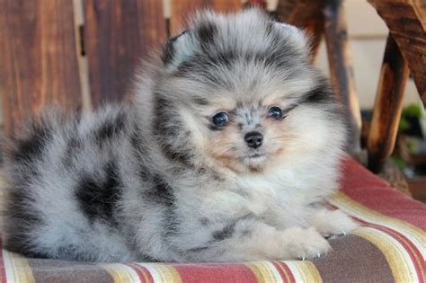 Blue Merle Pom Puppy | Pomeranian puppy, Puppies, Cute animals