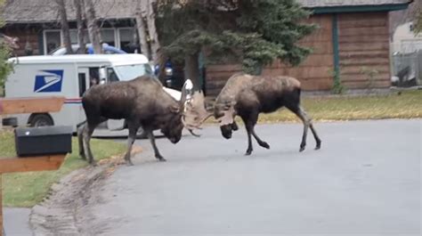 ANOTHER Bull Moose Fight — This One in a Residential Area | Montana ...