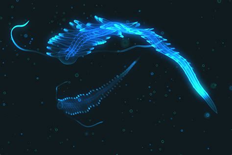 Bioluminescent deep-sea creatures illuminate effectiveness of new ...