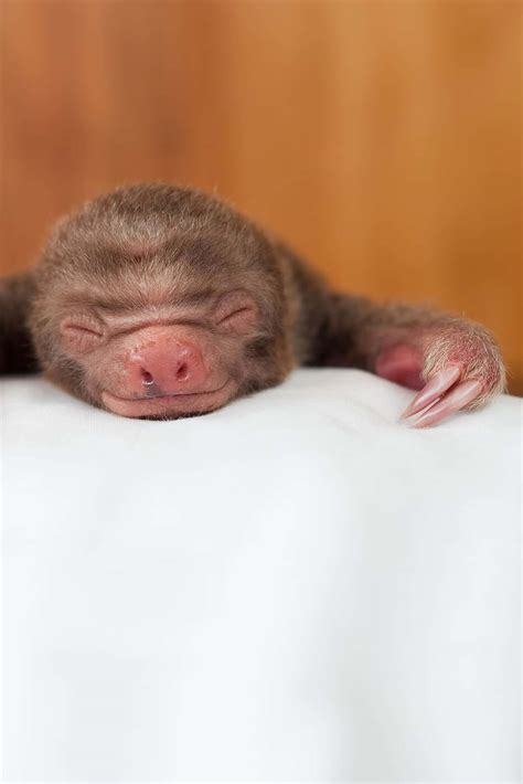 Download A fluffy baby sloth rests in a tree | Wallpapers.com