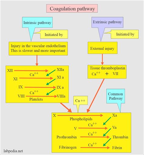 Coagulation:- part 3 - Coagulation Screening Tests, and Critical values ...