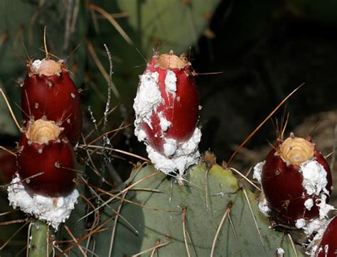 Cochineal (Dactylopius coccus) - The Firefly Forest