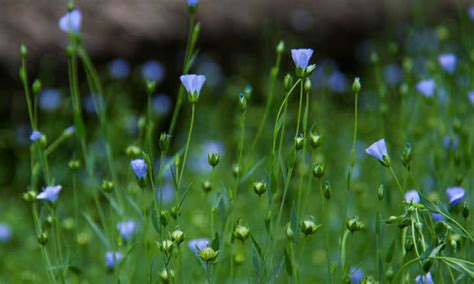 How to Plant, Grow, and Care for Flax