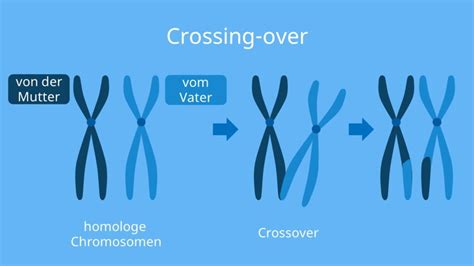 Crossing over • Biologie, Genetik, Meiose · [mit Video]