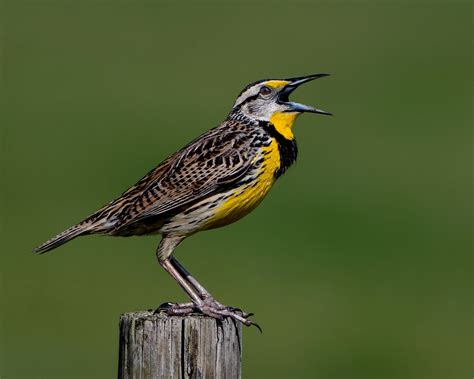 Eastern Meadowlark | 'Doin' what they do Eastern Meadowlark … | Flickr