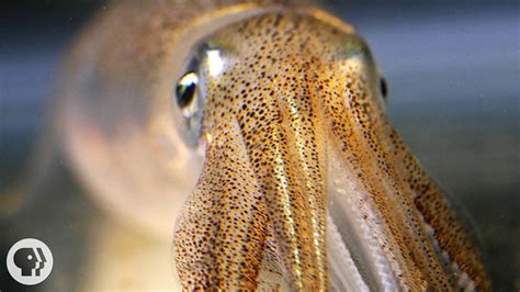 You're Not Hallucinating. That's Just Squid Skin. | Deep Look | PBS