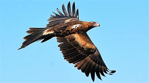 Hunt for people responsible for shooting death of wedge-tailed eagle ...