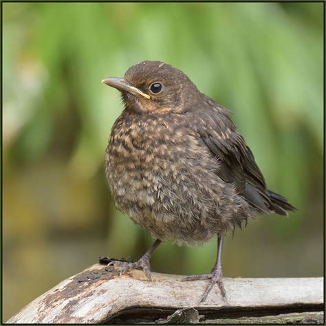 Baby Blackbirds In My Garden (image 1 of 6) Any Birds, Felt Birds ...