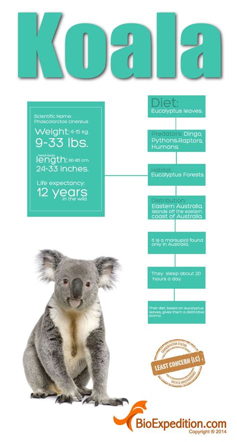 Koala Infographic: Explore the World of Phascolarctos cinereus