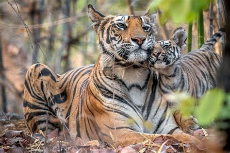 Photographer Captures Tender Moment Between Tiger Mom and Her Cubs