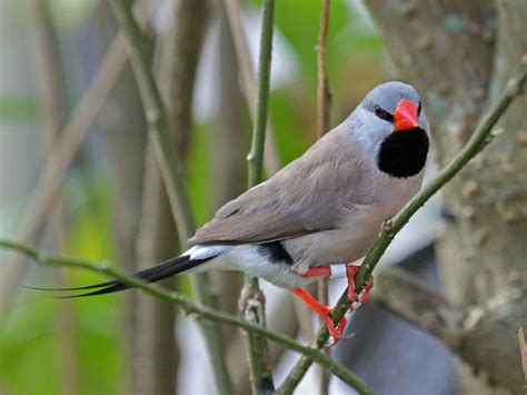 Long-tailed Finch | Pet birds, Finch, African lovebirds