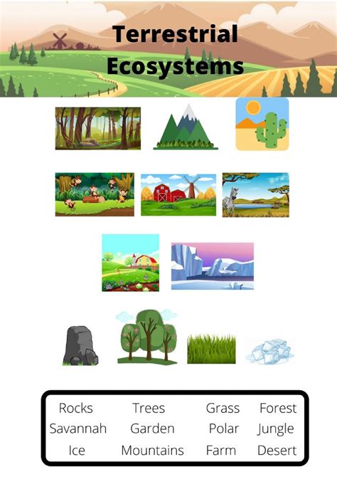 Terrestrial Ecosystem Vocabulary worksheet | Ecosystems, Biomes ...