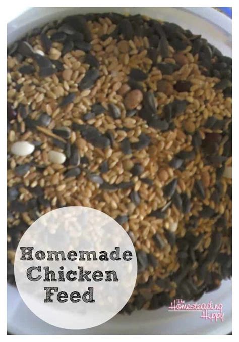 Homemade Chicken Feed | The Homesteading Hippy