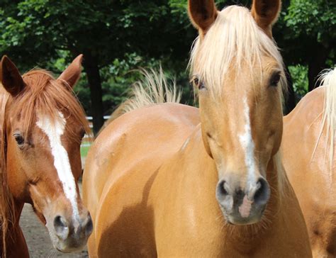 Palomino Horse - Lehigh Valley Zoo