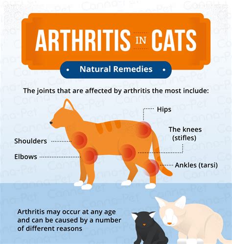 Arthritis in Cats & Natural Remedies | Canna-Pet