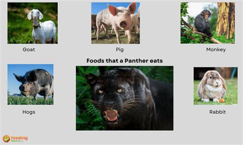 What Do Panthers Eat? A Complete Diet Guide 2022 - Feeding Nature