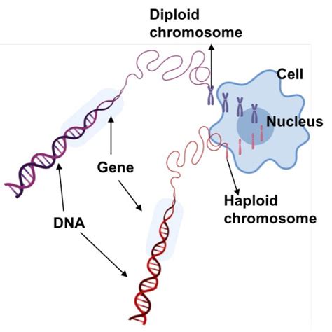 Diploid and haploid chromosomes, genes and DNA. Cell and nucleus in the ...