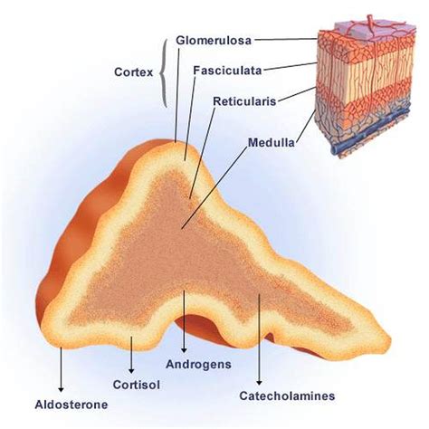 Pictures Of Adrenal Cortex