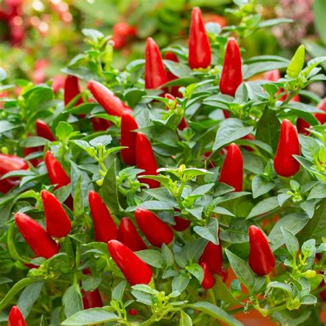 Small Red Hot Chili Pepper Seeds for Sale | Everwilde Farms