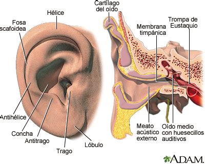 Oído externo e interno: MedlinePlus enciclopedia médica illustración