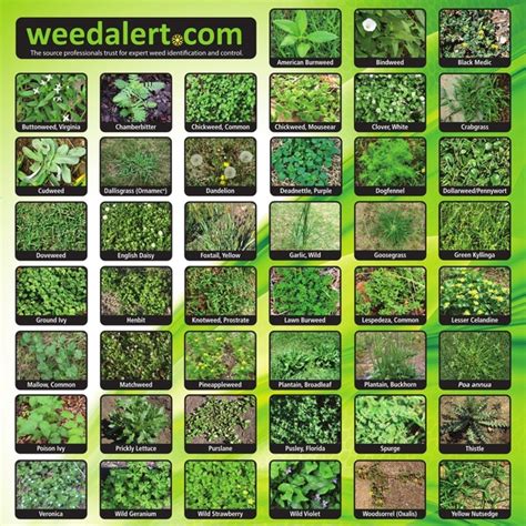 Order Weed Identification Posters