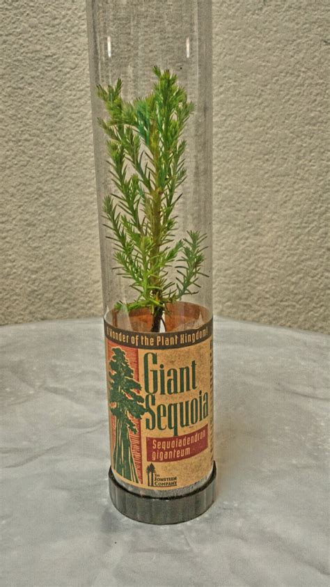 Giant Sequoia Redwood Seedling #2216