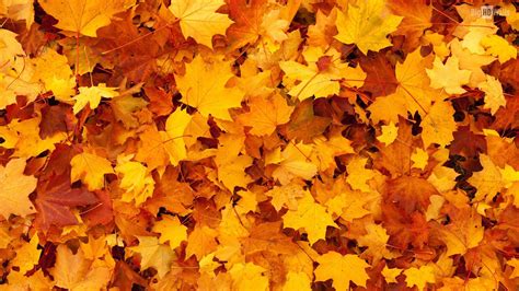 Thanksgiving Autumn Leaves Wallpapers - Wallpaper Cave