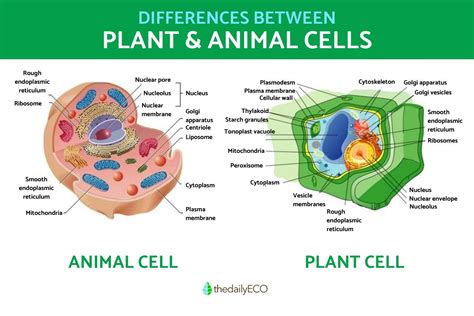 Plant And Animal Cell Chart