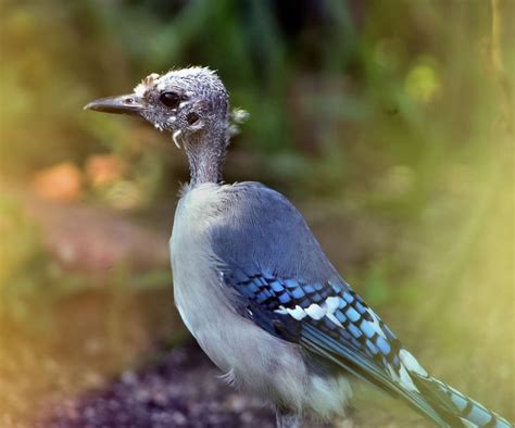 Blue Jay molting.