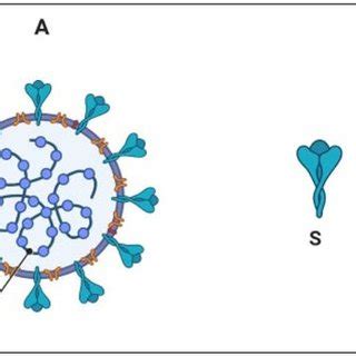 Mouse IgG and humanized-mouse IgG (chimeric antibody). The mouse ...