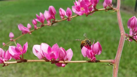 animal, outdoors, flowering plant, fragility, animals in the wild ...