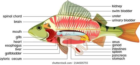 Internal Fish Anatomy Photos and Images & Pictures | Shutterstock