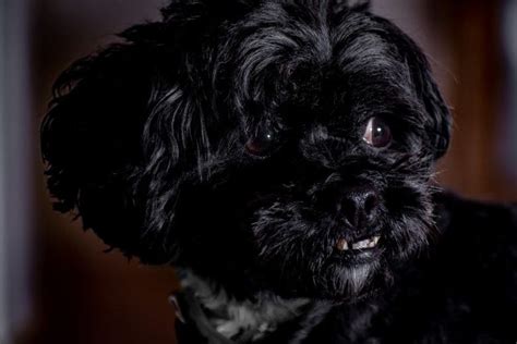 Affenpinscher: Everything you need to know about the monkey dog - K9 Web