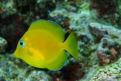 snorkeling - Picture of Aruba Bob Snorkeling, Aruba - Tripadvisor