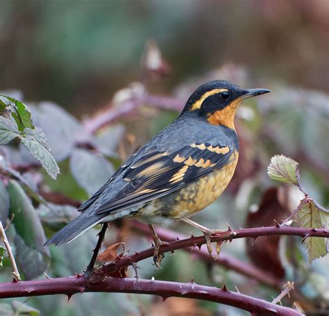 Secretive Varied Thrush | BirdNote