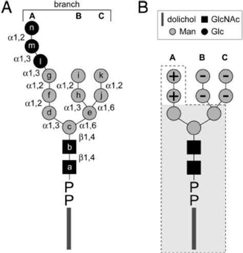 Dolichol-linked oligosaccharides. ( A ) Structure of the... | Download ...