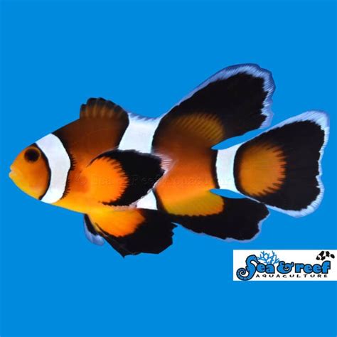 Buy Captivating Longfin Mocha Clownfish