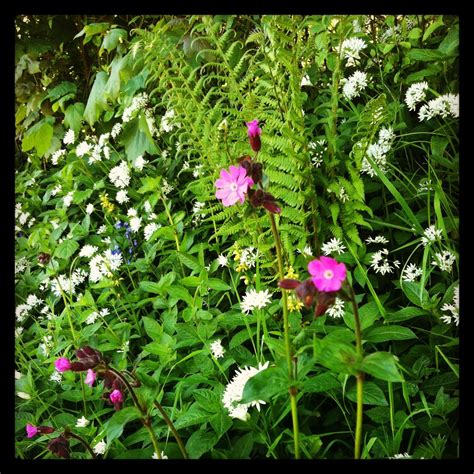 Beautiful wild hedgerow flowers seen on a walk on beautiful day in ...