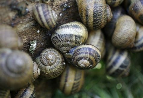 Snails at Center of Las Vegas Water Pipeline Debate | IBTimes