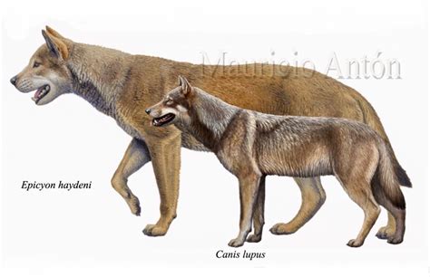 Dire Wolf Size Chart