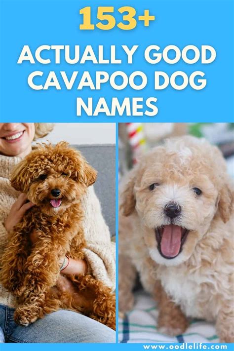 153+ Best Cavapoo Names (Actually Good Dog Names) - Oodle Life