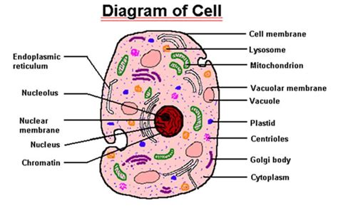 cell parts | 3d cell | Pinterest | Other, Blood cells and Blood