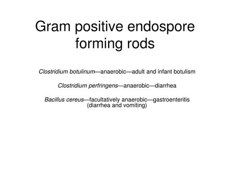 PPT - Gram positive endospore forming rods PowerPoint Presentation ...