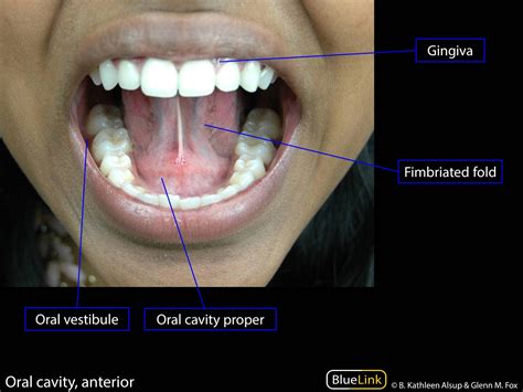 Vestibule Oral Cavity Anatomy