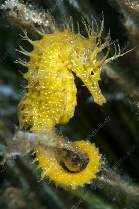 Long-snouted seahorse - Stock Image - C058/9578 - Science Photo Library