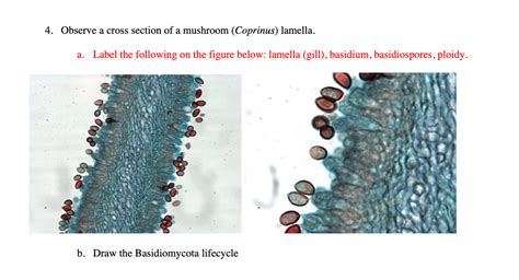 Basidium