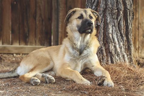 German Shepherd Great Pyrenees Mix (Guides 2021) - Allgshepherds