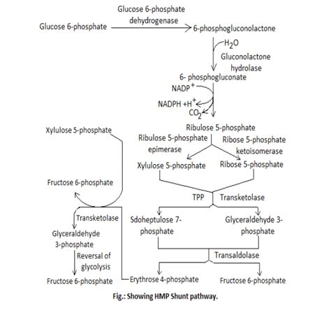 HMP Shunt and Its Significance- Glucose-6-Phosphate Dehydrogenase (G6PD ...